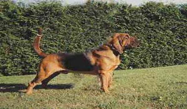 三角洲寻血猎犬外挂机制(三角洲寻血猎犬外挂会不会封号) 三角洲寻血猎犬外挂机制(三角洲寻血猎犬外挂会不会封号)