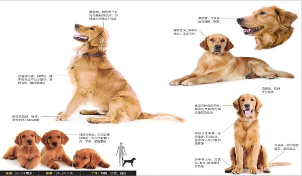 如何成为三角洲的寻血猎犬(在哪里可以加入三角洲的寻血猎犬?) 如何成为三角洲的寻血猎犬(在哪里可以加入三角洲的寻血猎犬?)